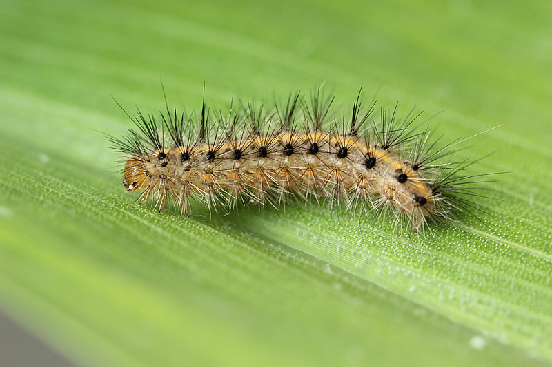 Piccolo bruco  di...  Erebidae Arctiinae: cfr. Phragmatobia fuliginosa